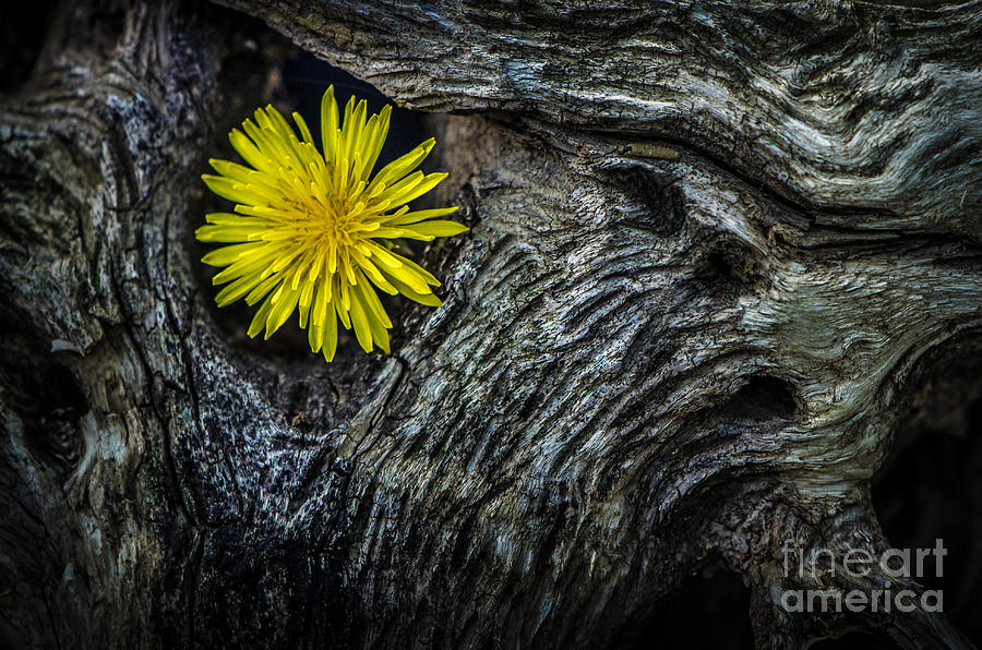 Yellow Flower Driftwood Photograph by Michael Arend