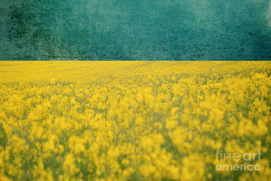 Nature Photograph - Yellow Flower Field by Kim Fearheiley