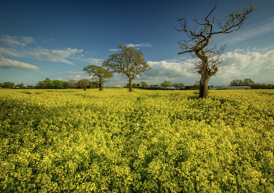 Nature Photograph - Yellow Flower Field by U.knakis Photography