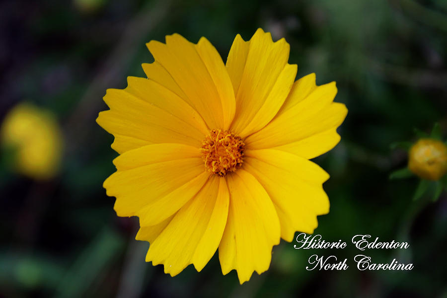 Yellow Flower From Cupola House Garden Photograph