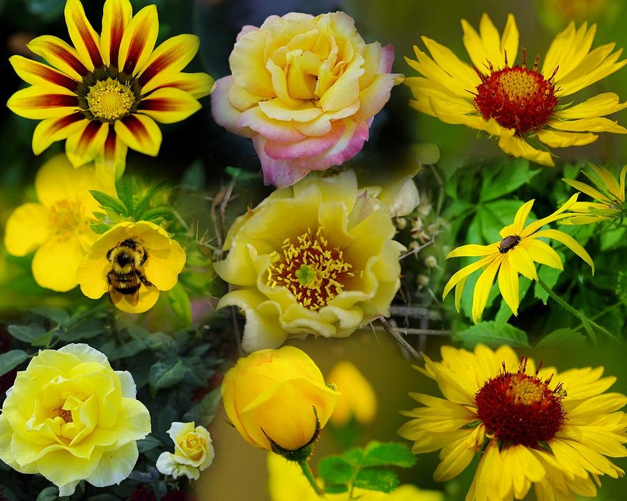 Yellow Flower Garden Collage Photograph by John Greaves