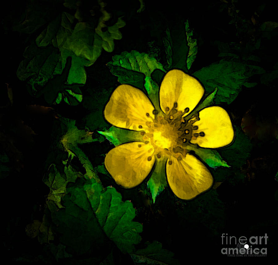 Yellow Flower Photograph by Grace Grogan
