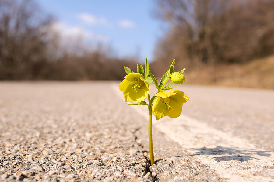 Yellow flower growing on crack street Photograph by Constantinis