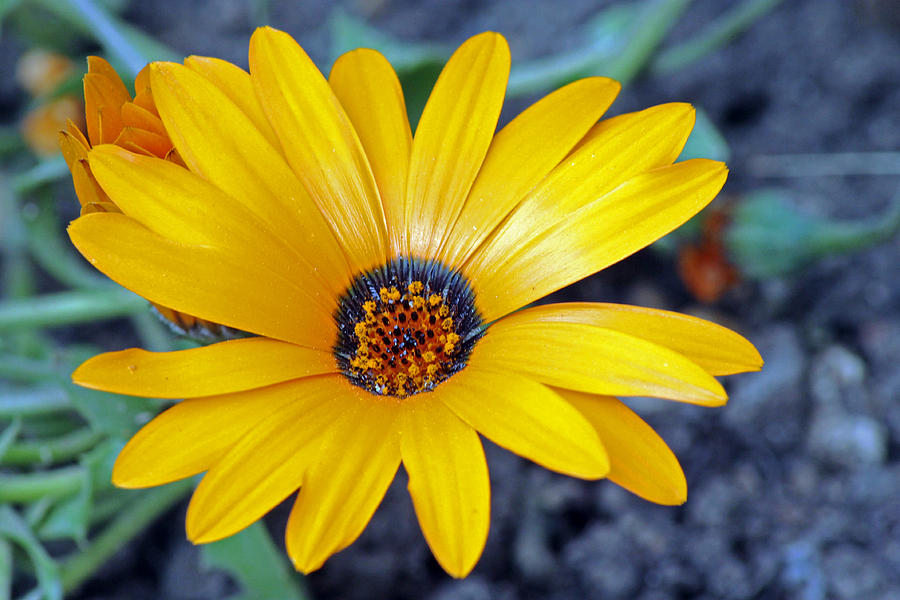 Yellow Flower Helianthus Photograph by Tony Murtagh