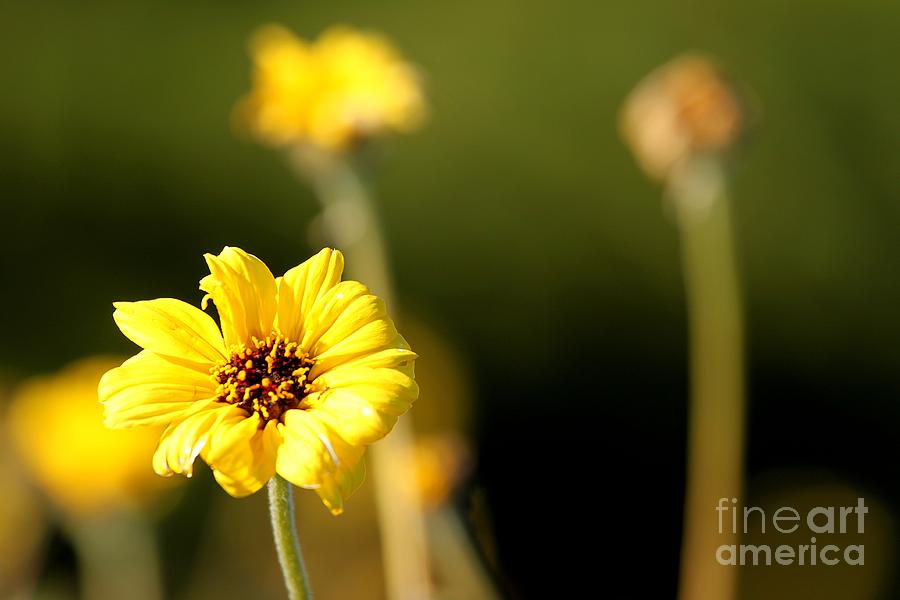 Yellow Flower Photograph by Henrik Lehnerer