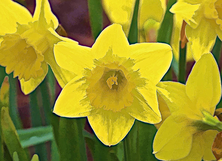Yellow Flower Iris Photograph by David Letts