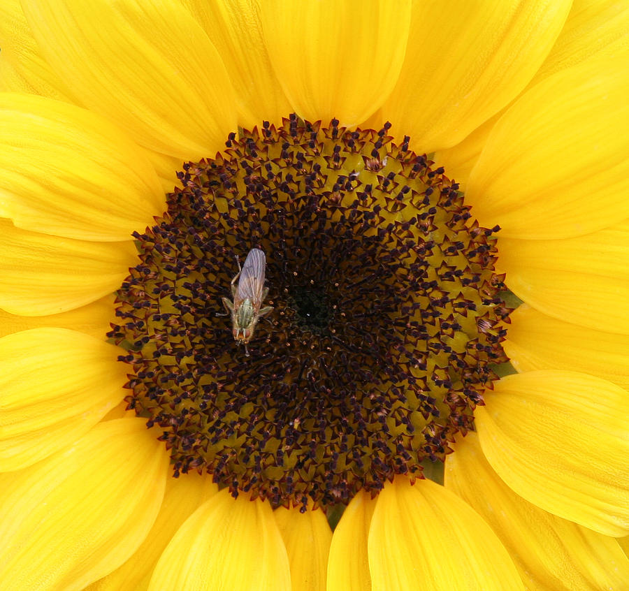 Yellow Flower Photograph by John Topman