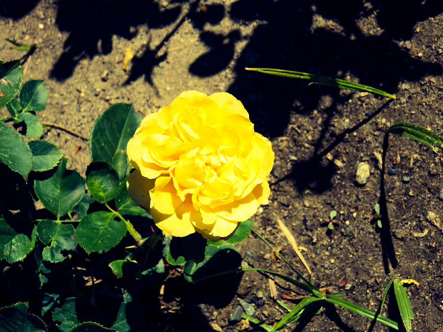 Nature Photograph - Yellow Flower by Kelli Medart