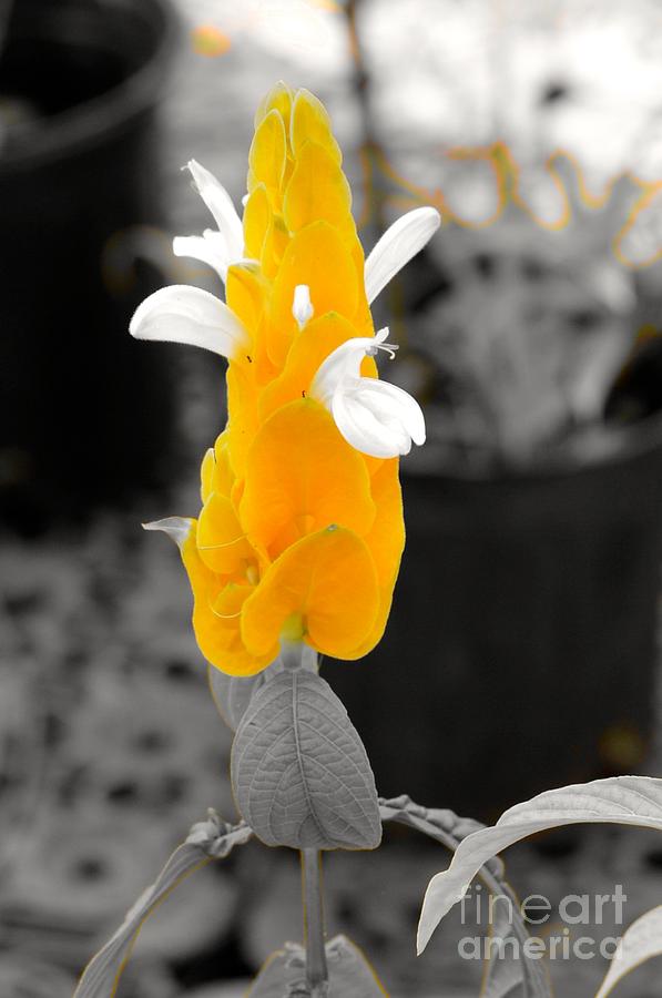 Yellow Flower Photograph by Laura Forde