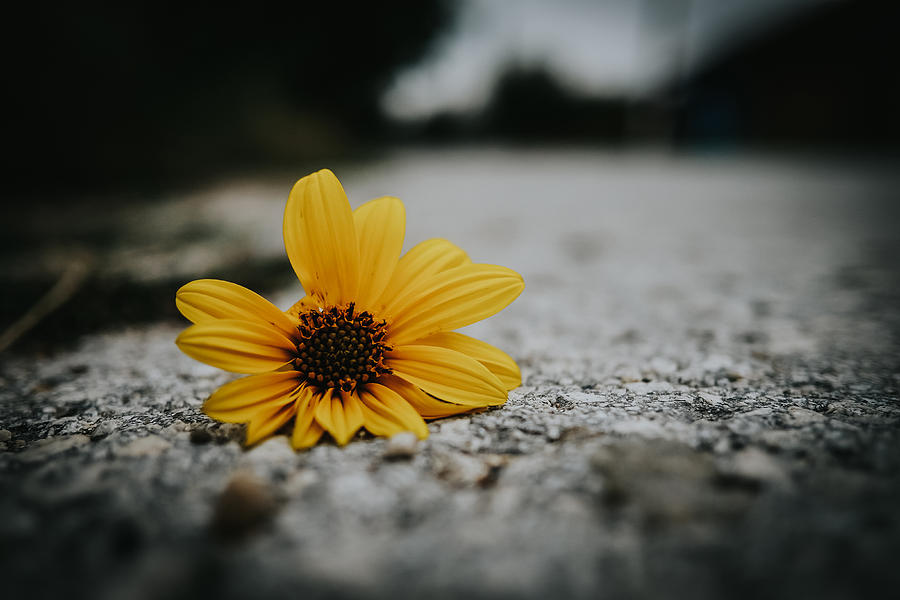 Yellow flower lying on a cobblestone street Photograph by Owl Stories
