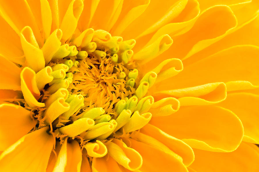 Yellow Flower Macro Photograph by Ben Graham