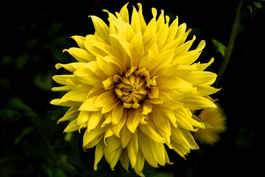 Yellow Flower Photograph by Matt Quest