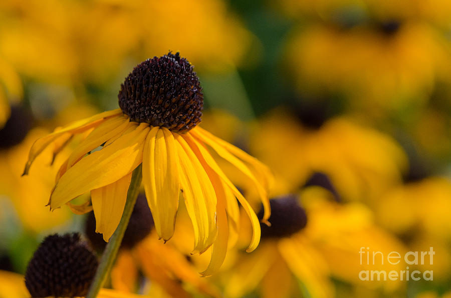Yellow Flower Photograph by Michael Arend