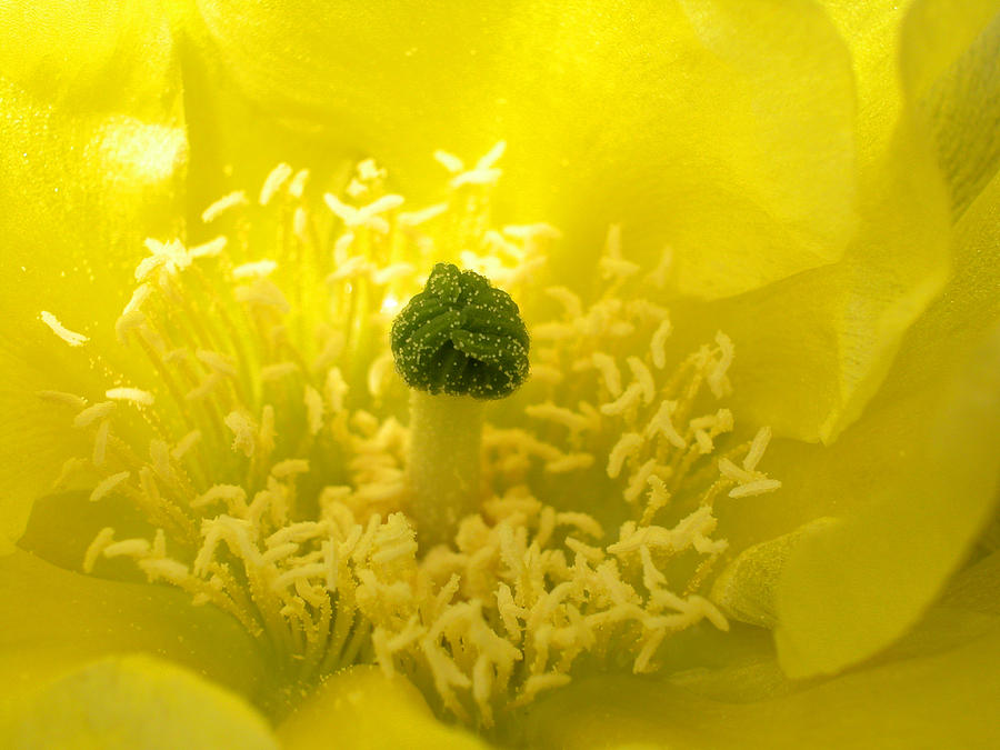 Yellow Flower of a Prickly Pear Cactus Photograph by Rob Huntley