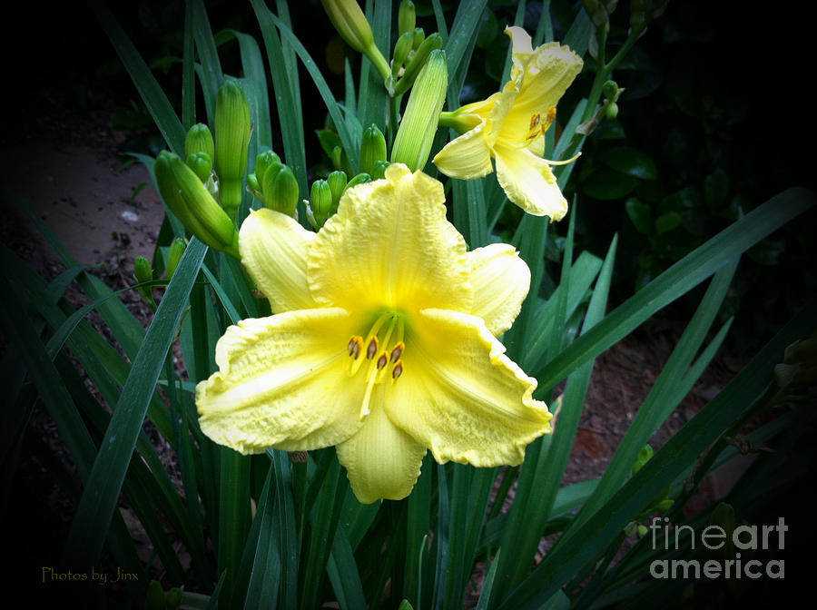 Landscape Photograph - Yellow Flower of Happiness by Jinx Farmer