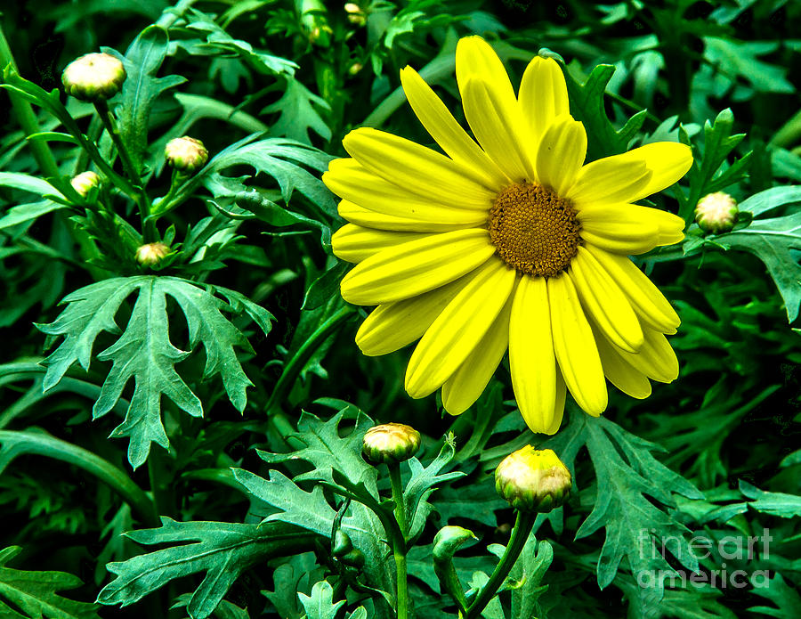 Yellow Flower of Spring Photograph by Nick Zelinsky Jr