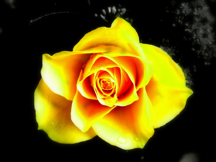Yellow Flower on a dark background Photograph by Steve Kearns
