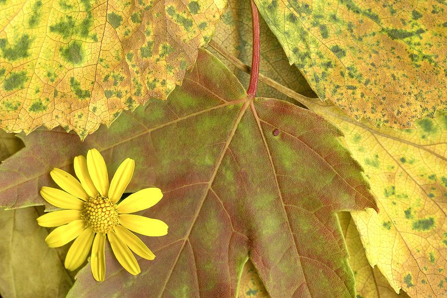 Yellow Flower on Leaves Photograph by Susan Stone