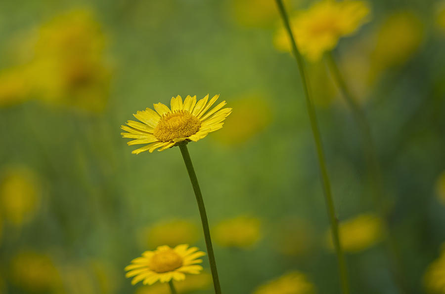 Yellow flower Photograph by Paulo Goncalves
