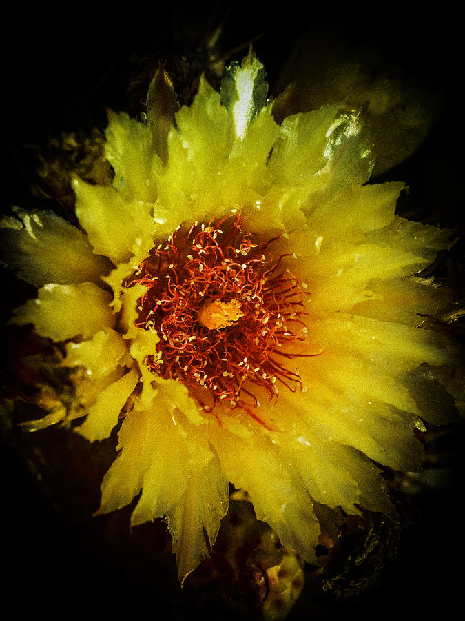 Flower Photograph - Yellow Flower by Richard Brown