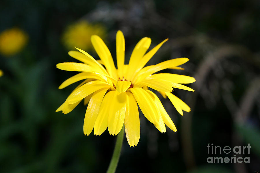 Yellow flower Photograph by Vintage Collectables