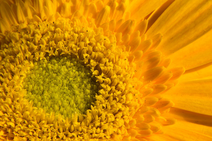 Yellow flower Photograph by SAURAVphoto Online Store