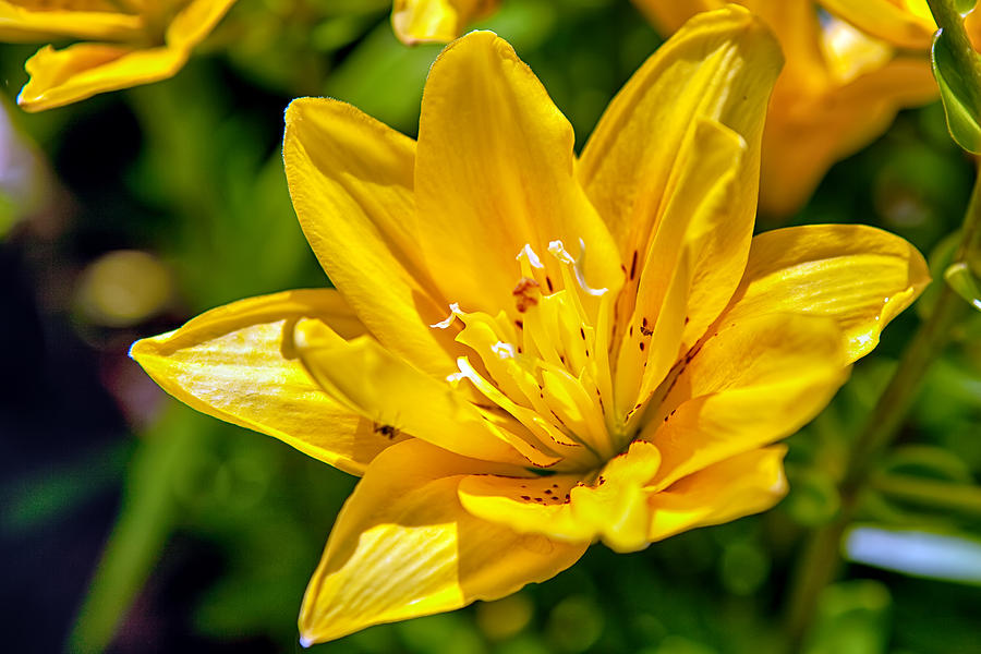 Yellow Flower Photograph by Sennie Pierson