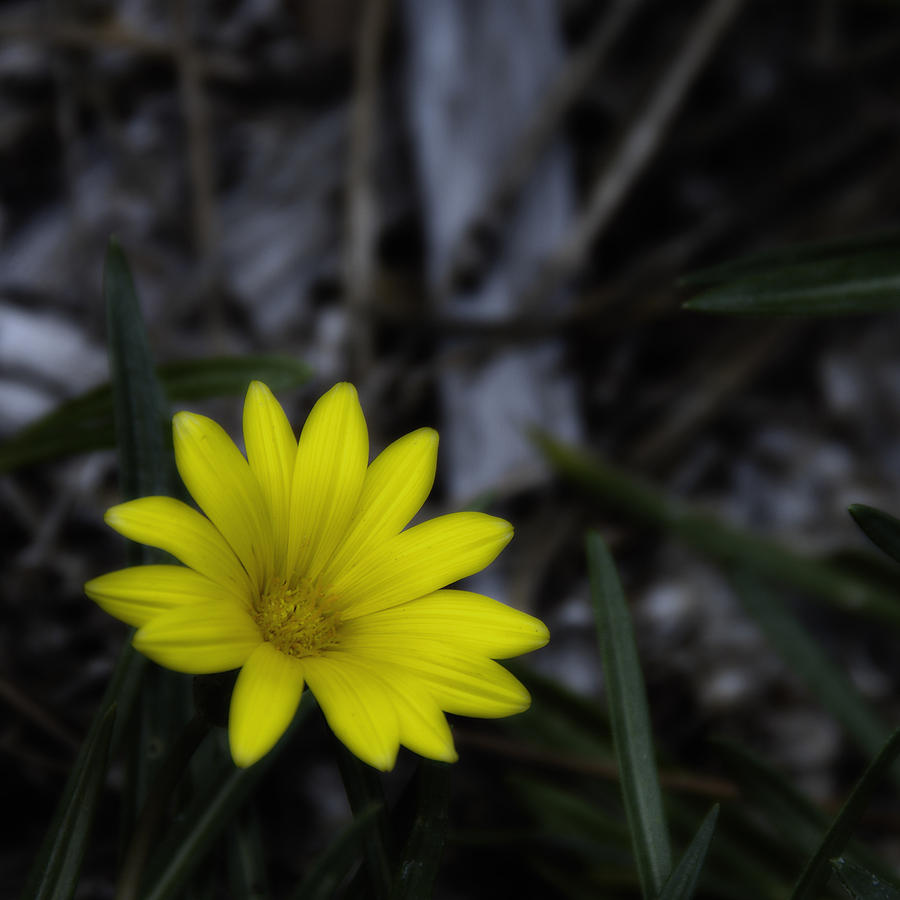 Yellow Flower Soft Focus Photograph by Ron White