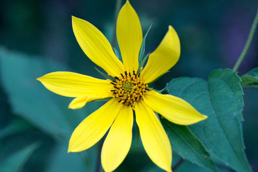 Yellow Flower Photograph by Susan Jensen