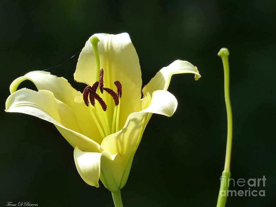 Nature Photograph - Yellow Flower by Teena Bowers