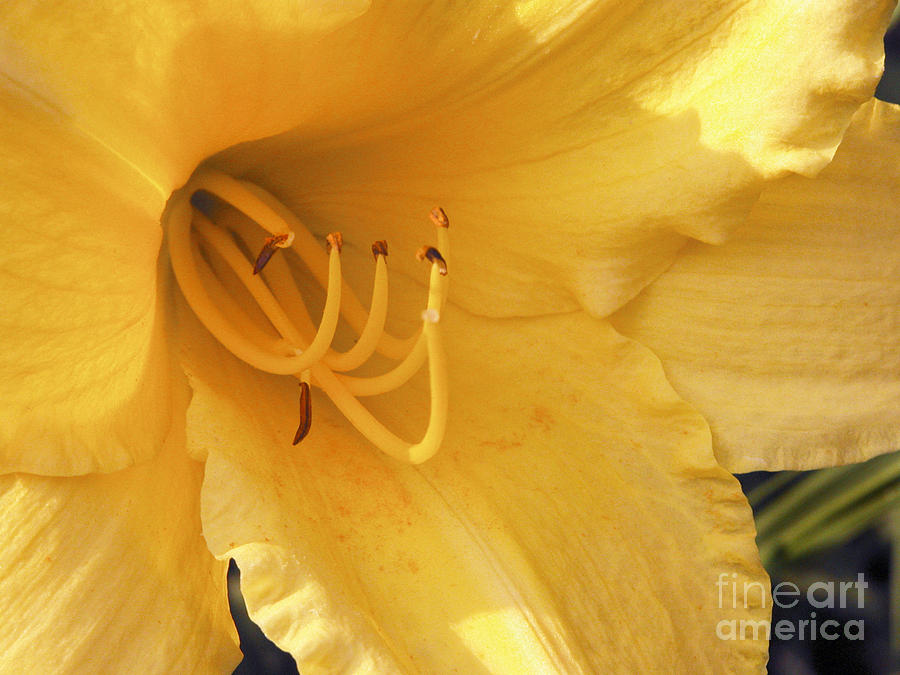 Yellow Flower Photograph by Tom Brickhouse