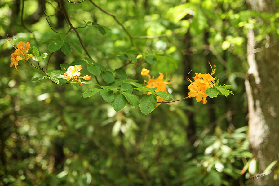 Nature Photograph - Yellow Flower Tree by Dulce Levitz