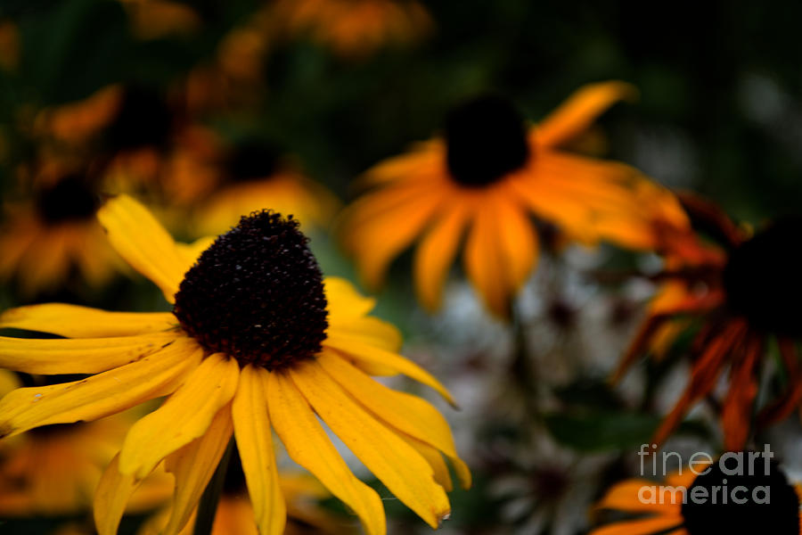 Yellow Flower Vignette Photograph by Scott Lyons