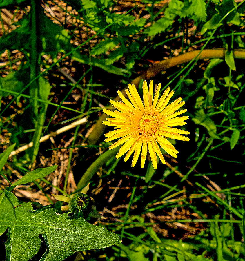 Yellow flower with green leafs  Photograph by Tibor Co