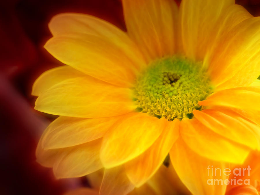Flower Photograph - Yellow Flowerglow by Lutz Baar