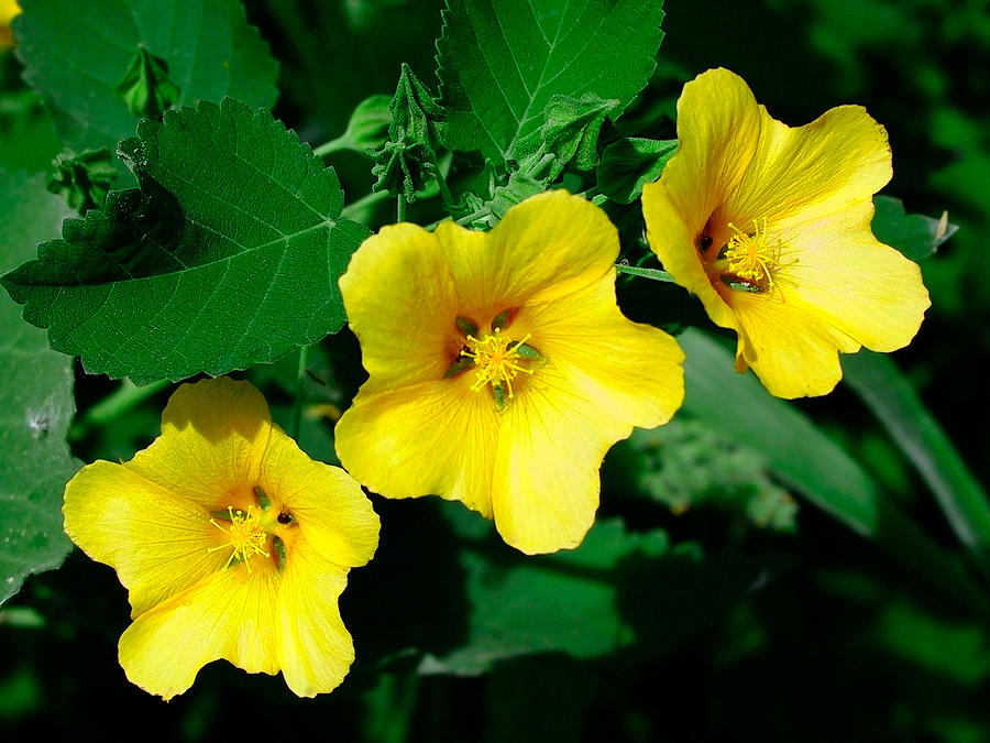 Yellow Flowers A Line Of 3 Small Yellow Flowers Photograph By Nature   Yellow Flowers  A Line Of 3 Small Yellow Flowers Nature Photographer 