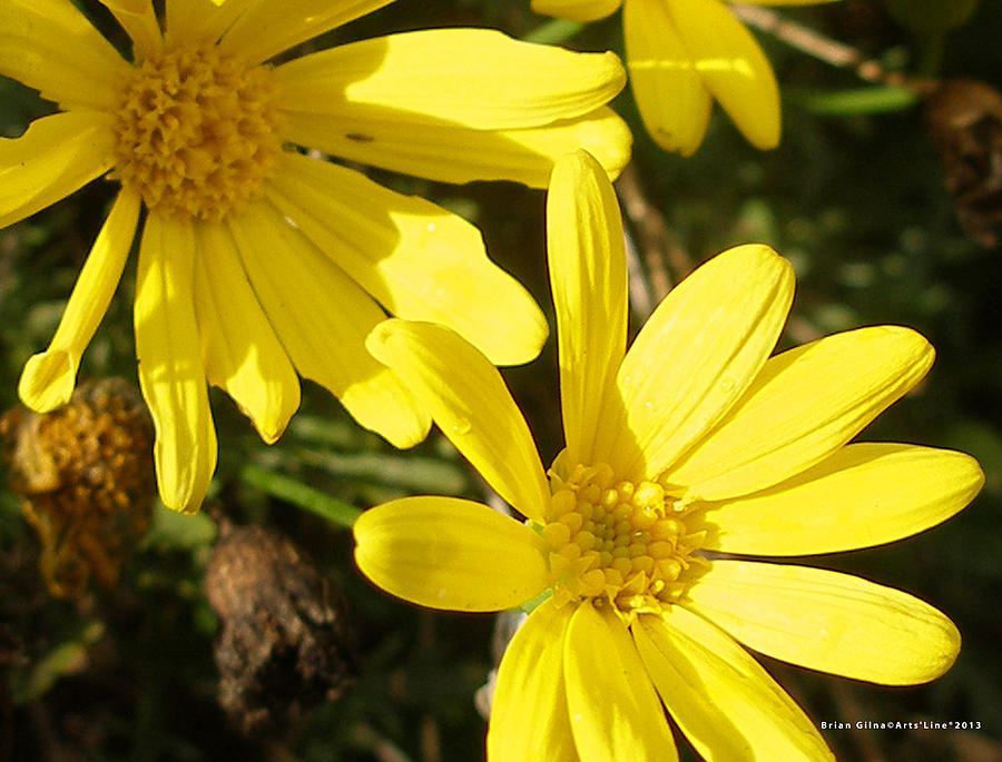 Yellow flowers 09 Photograph by Brian Gilna