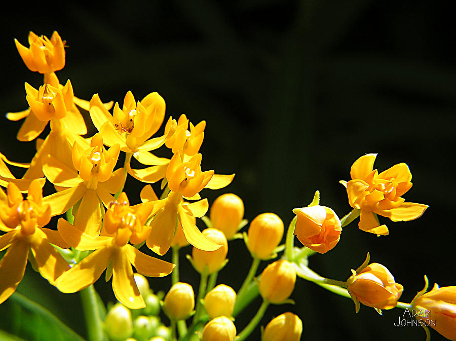 Ant Photograph - Yellow Flowers by Adam Johnson