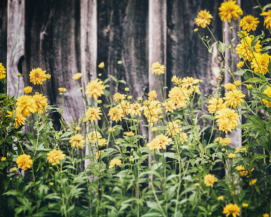 Nature Photograph - Yellow Flowers against a Rustic Grey Barn by Lisa R