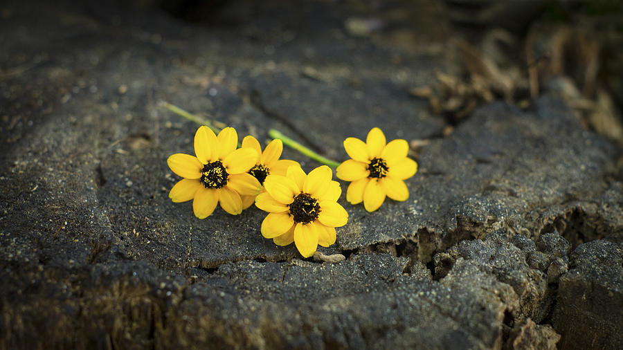 Spring Photograph - Yellow Flowers by Aged Pixel