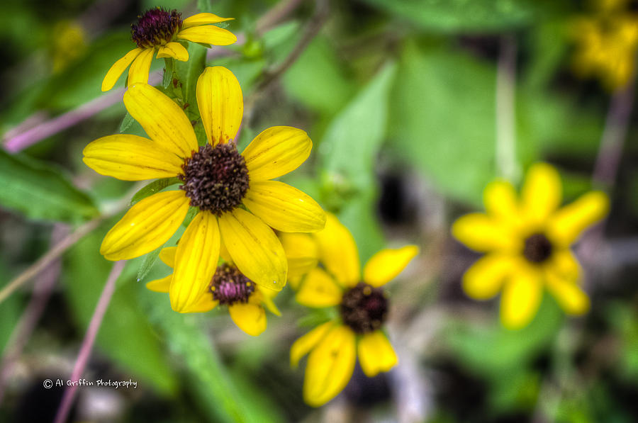 Yellow Flowers Photograph by Al Griffin