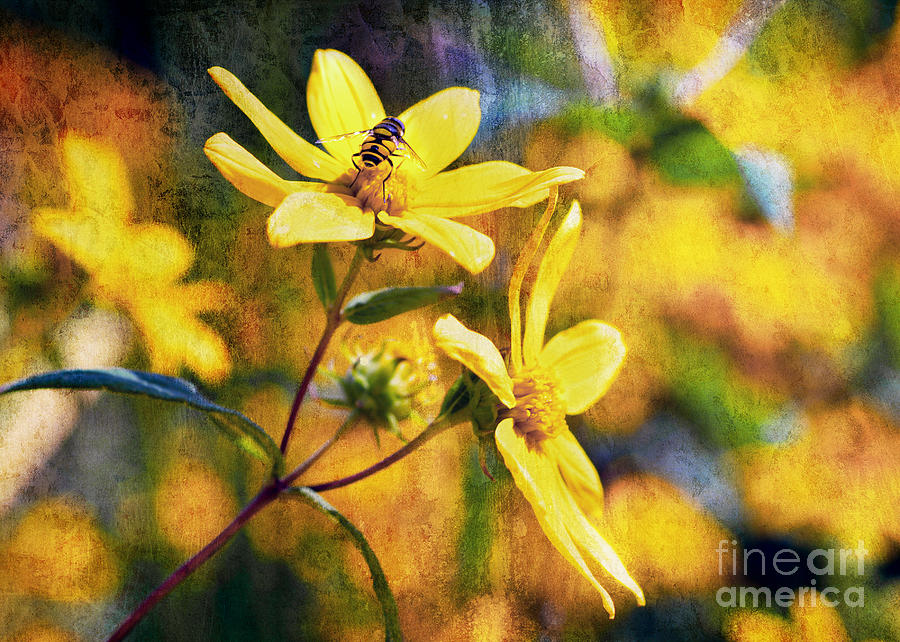 Yellow Flowers and Bee Photograph by Elaine Manley