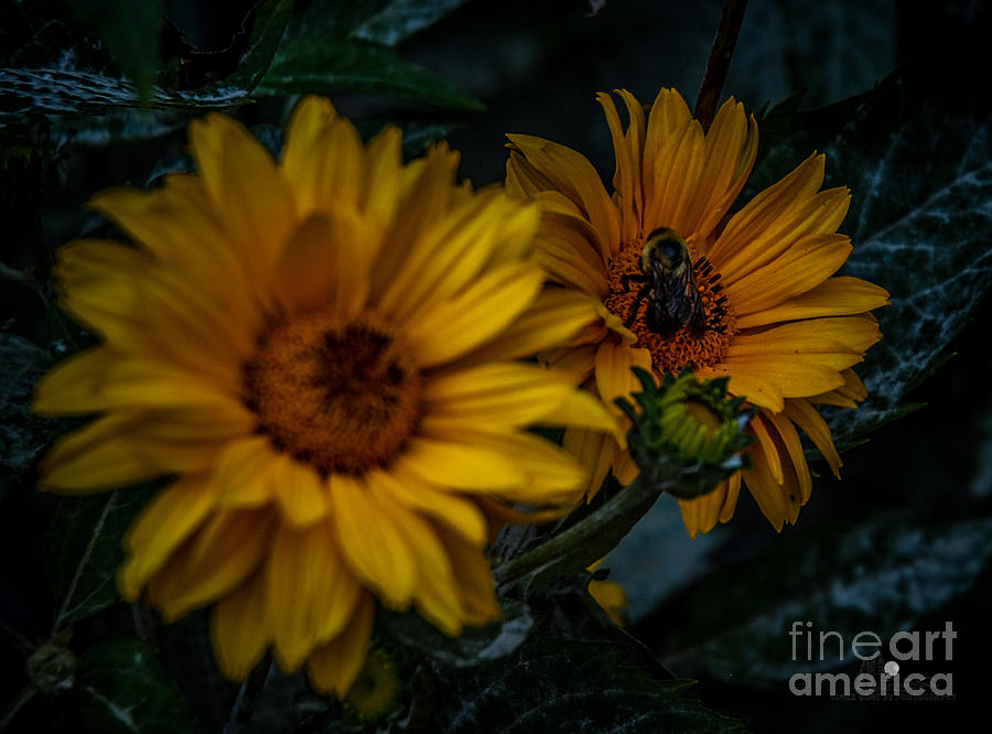 Yellow Flowers and Bee Photograph by Ronald Grogan