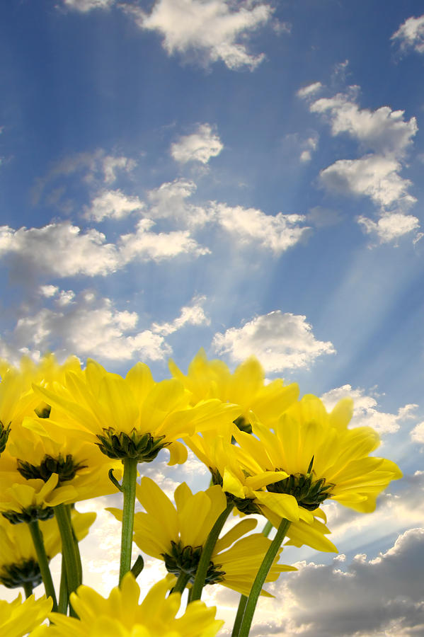 Yellow Flowers and Sky Photograph by Melinda Fawver