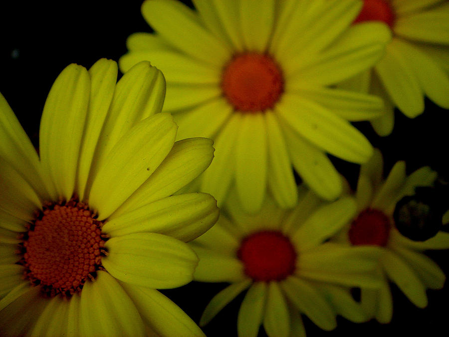 Yellow Flowers Photograph by Andrea Galiffi