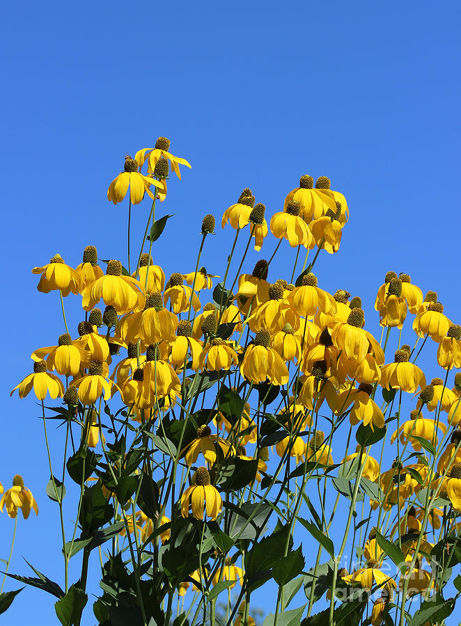 Yellow Flowers Blue Sky Photograph by Karen Adams