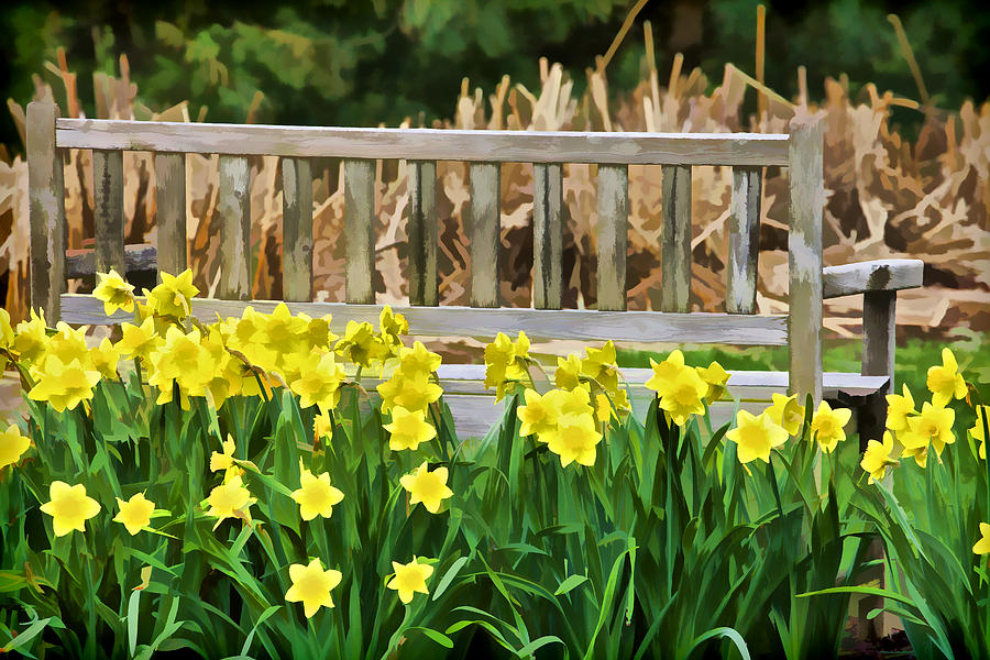 Yellow Flowers by the Weathered Bench Photograph by David Letts