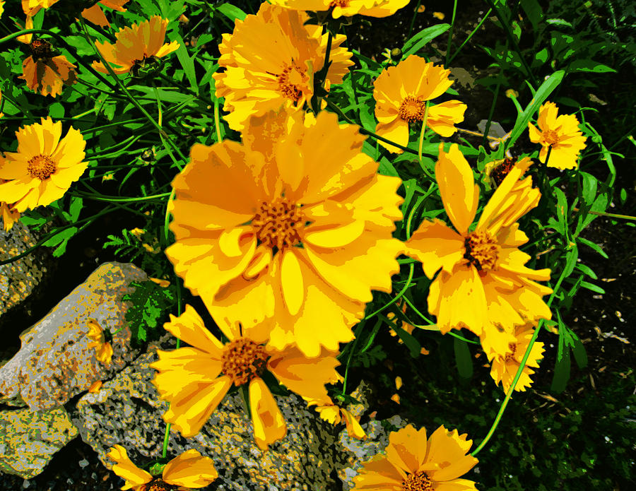 Yellow Flowers Cape Cod Photograph by Jim Rabenstine Fine Art America