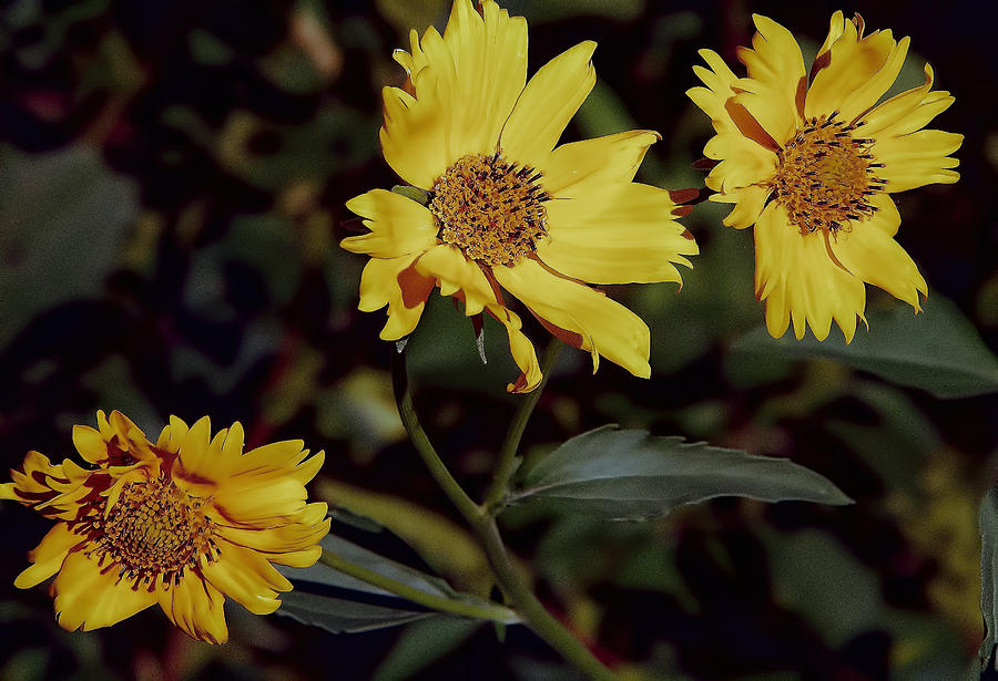 Yellow flowers Photograph by Charles Muhle
