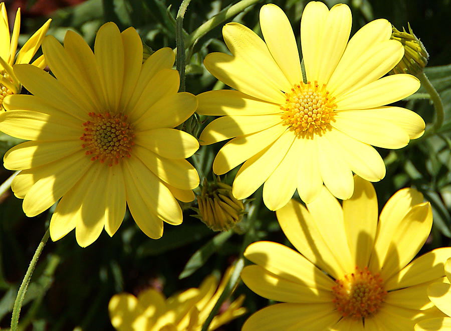 Yellow Flowers Photograph by Chauncy Holmes